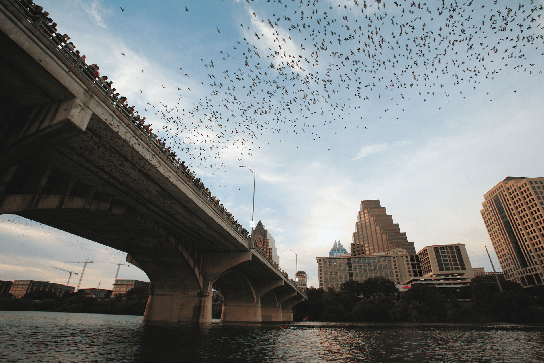 Austin Bat Watching Tours